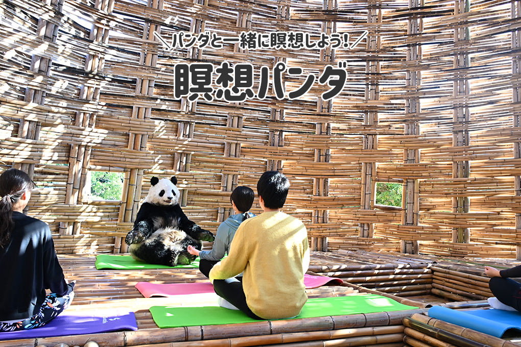 瞑想パンダ